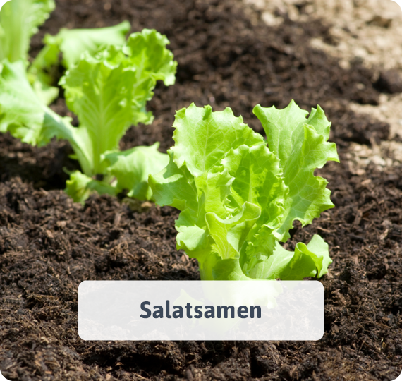 Salatsamen