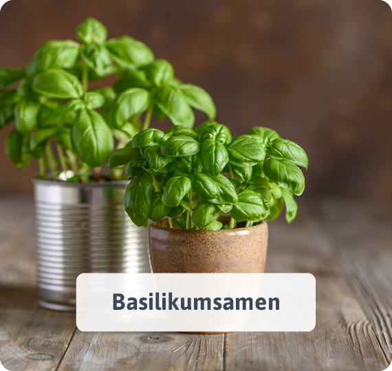 Basilikumsamen