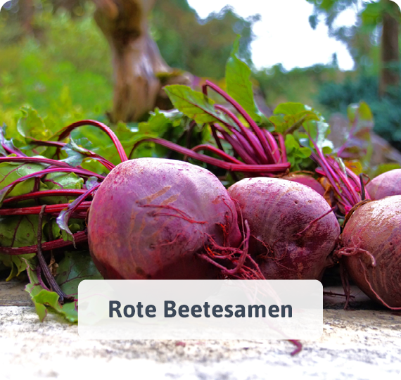 Rote Beetesamen