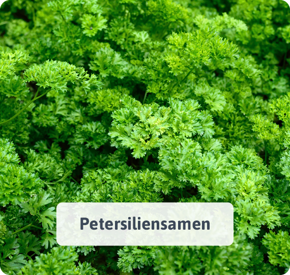 Petersiliensamen