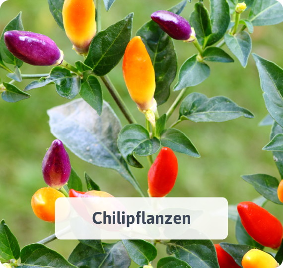 Chilipflanzen