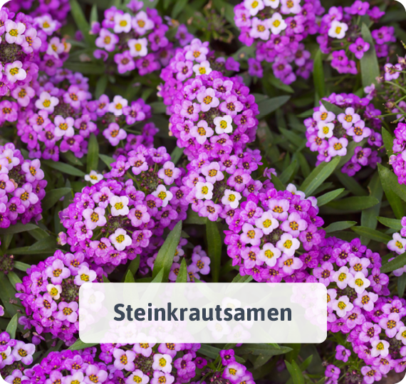 Steinkrautsamen