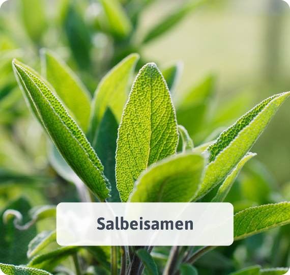 Salbeisamen