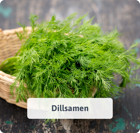 Dillsamen