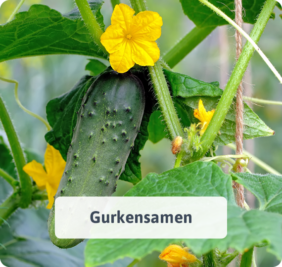 Gurkensamen