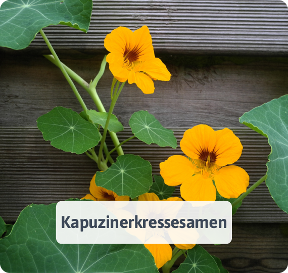 Kapuzinerkressesamen