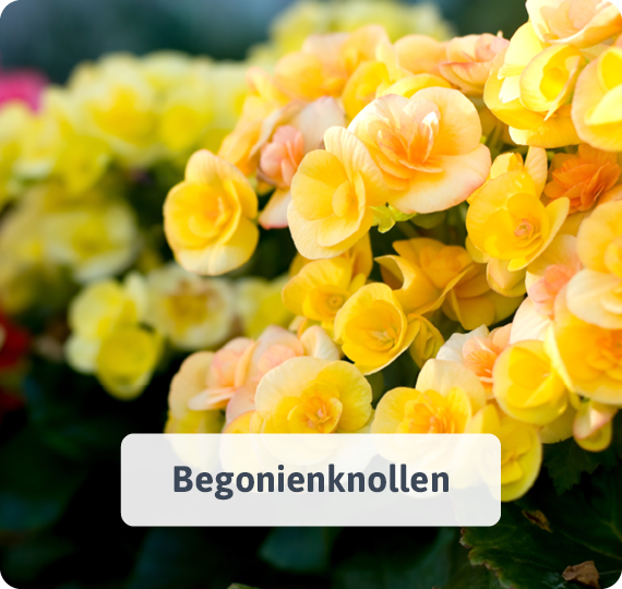 Begonienknollen