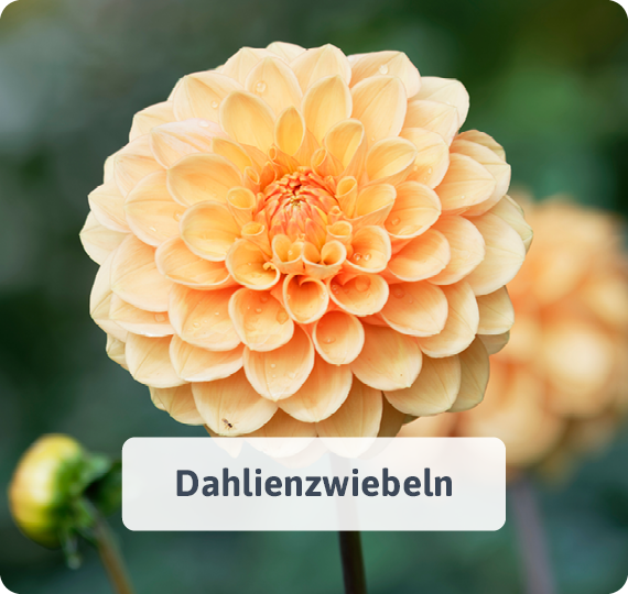 Dahlienzwiebeln