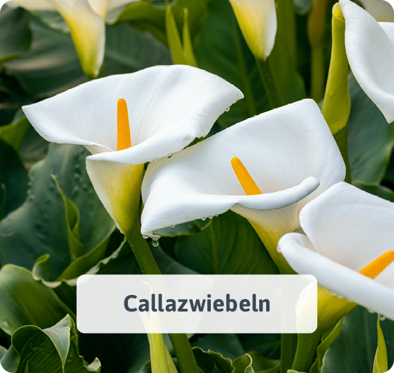 Callazwiebeln