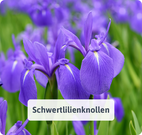 Schwertlilienknollen