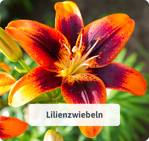 Lilienzwiebeln
