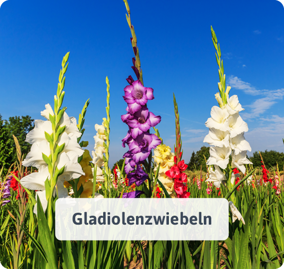 Gladiolenzwiebeln