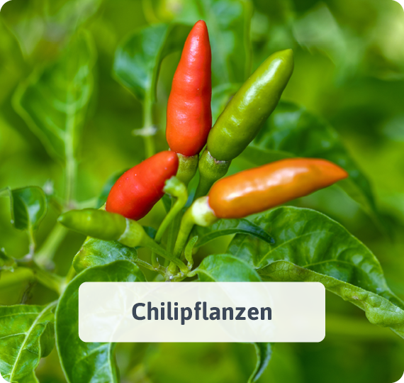 Chilipflanzen