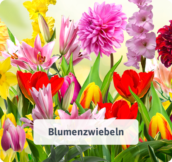 Blumenzwiebeln
