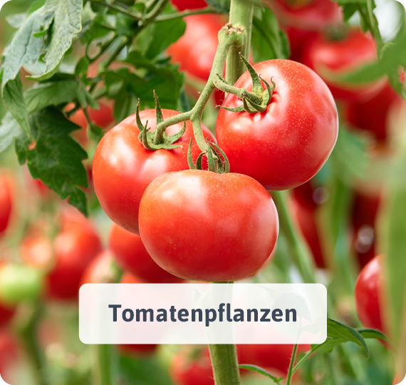 Tomatenpflanzen