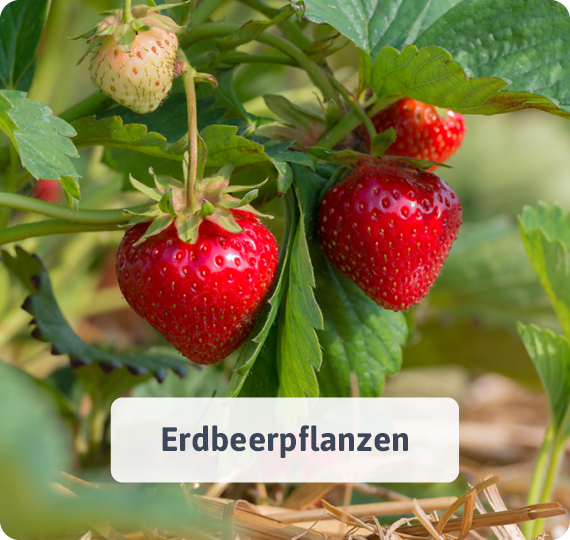 Erdbeerpflanzen