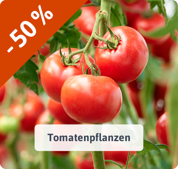 Tomatenpflanzen - jetzt reduziert! -50%