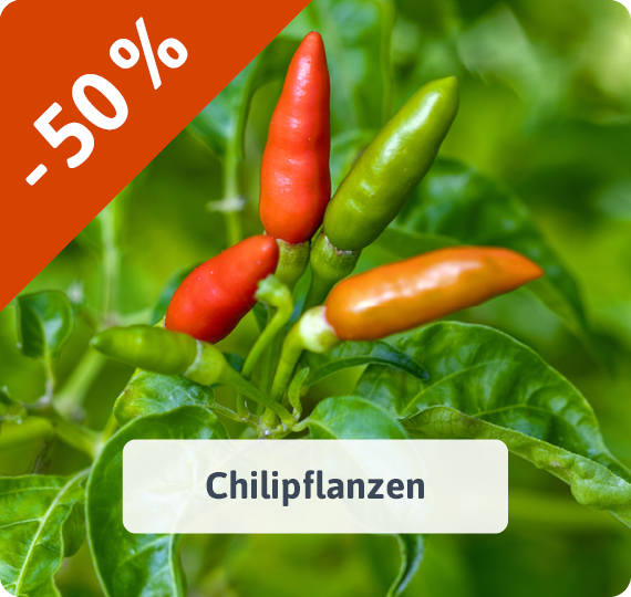 Chilipflanzen - jetzt reduziert! -50%