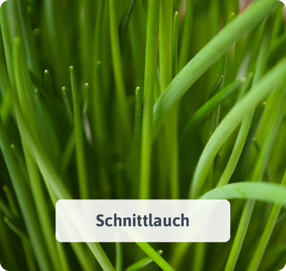 Schnittlauch