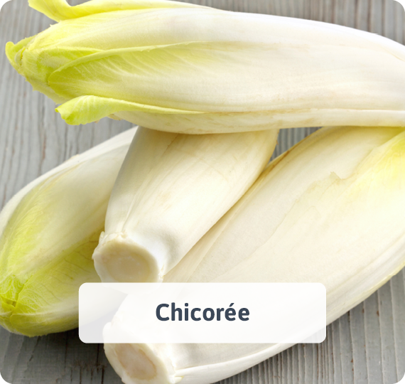 Chicorée