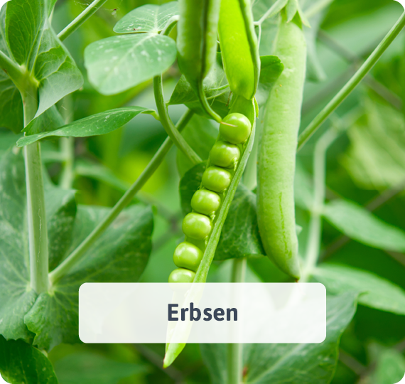 Erbsen