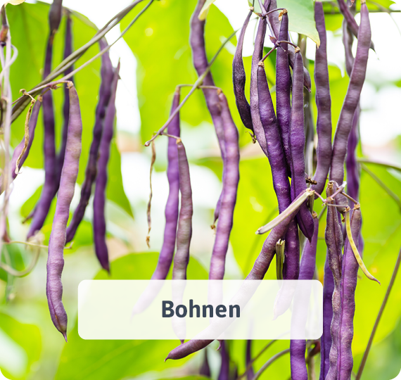 Bohnen
