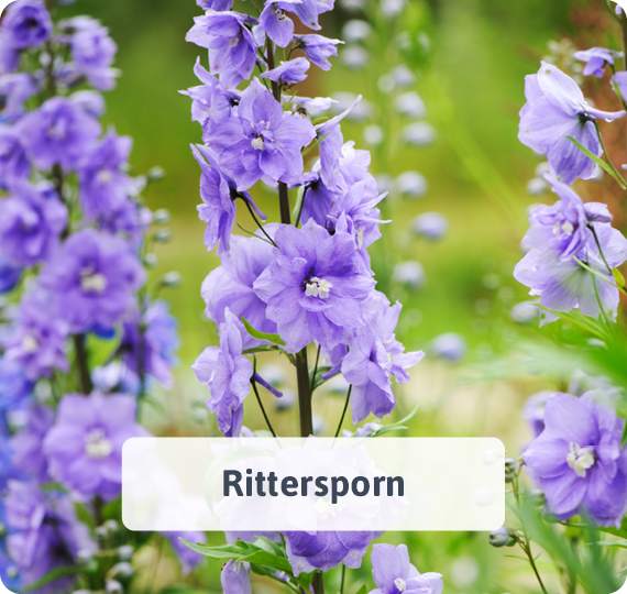 Rittersporn