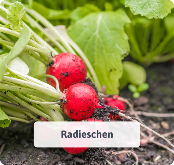 Radieschen