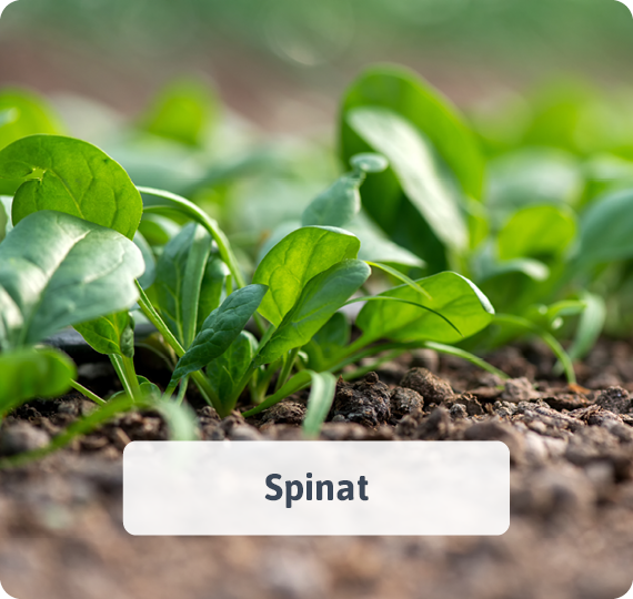 Spinat