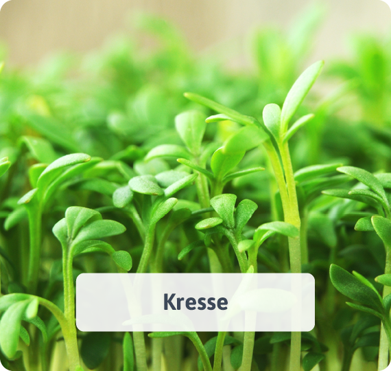 Kresse
