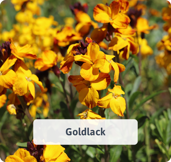 Goldlack