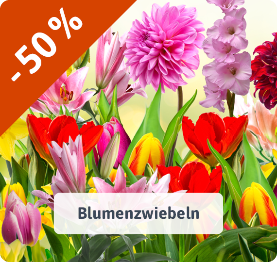 Blumenzwiebeln - jetzt reduziert! -50%