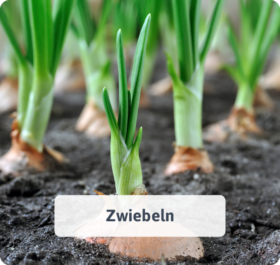 Zwiebeln