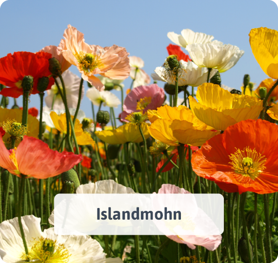 Islandmohn