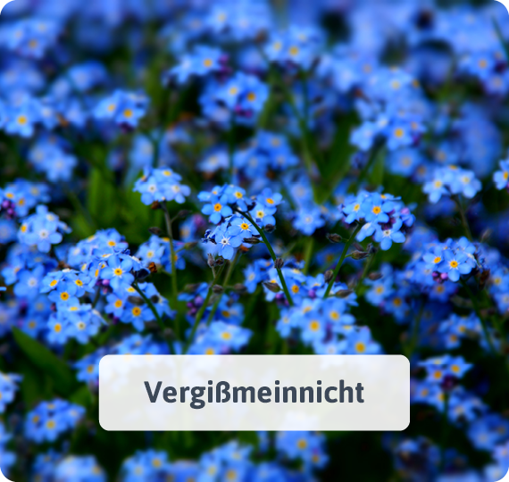 Vergißmeinnicht