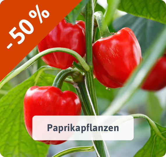Paprikapflanzen - jetzt reduziert! -50%