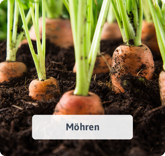 Möhren