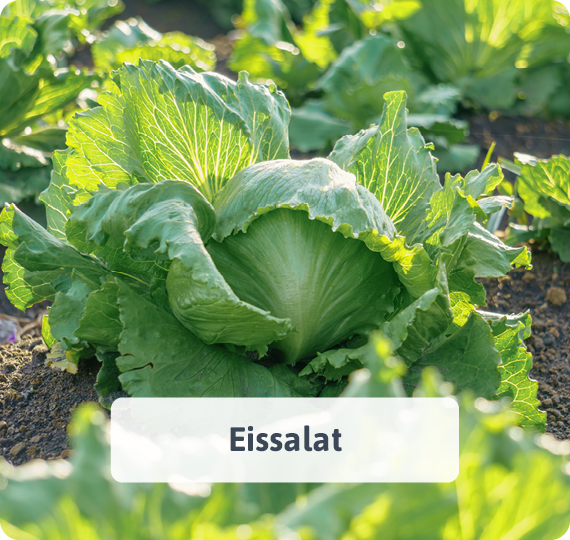 Eissalat