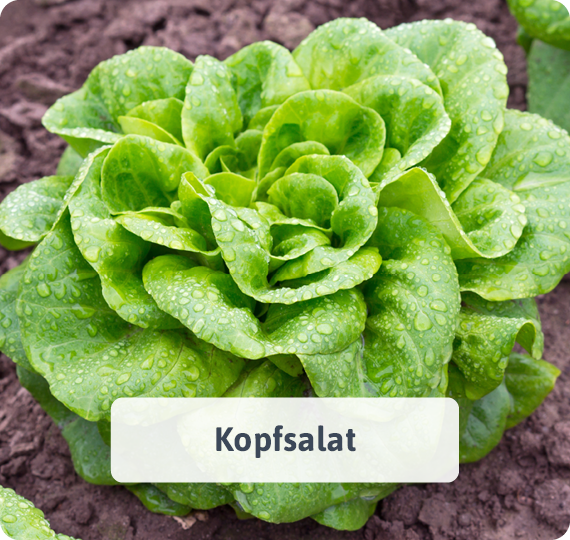 Kopfsalat