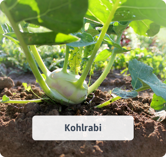 Kohlrabi