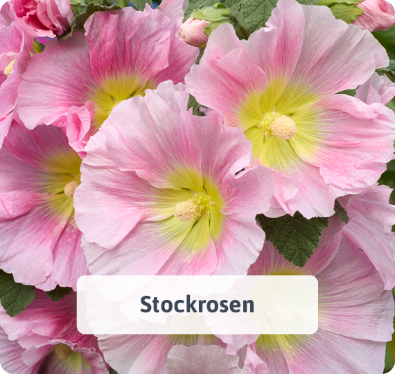 Stockrosen