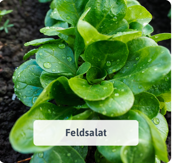 Feldsalat