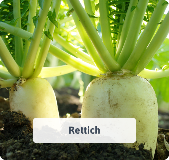 Rettich