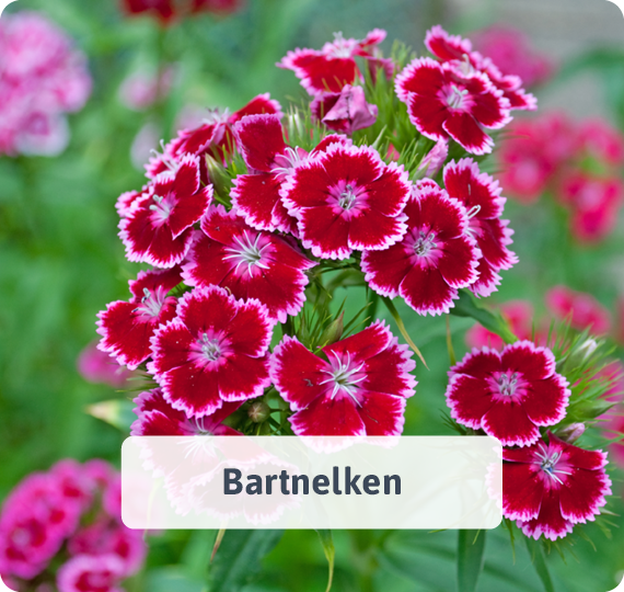 Bartnelken