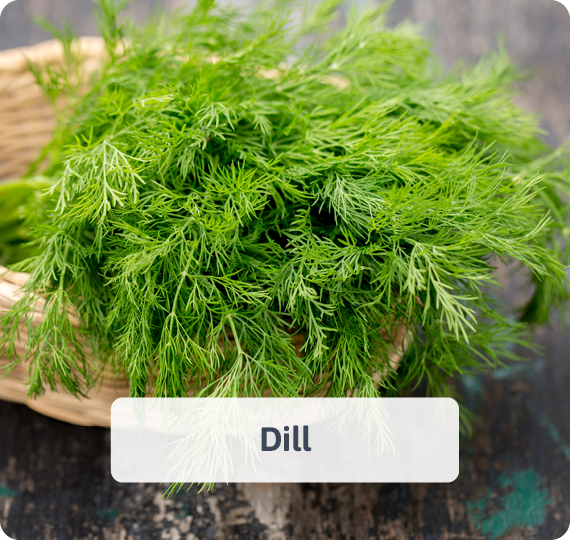 Dill