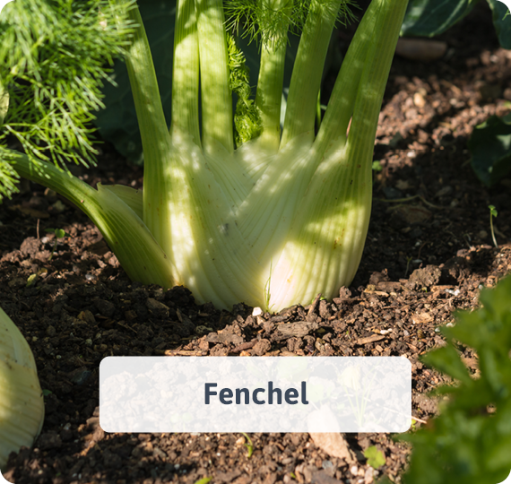 Fenchel