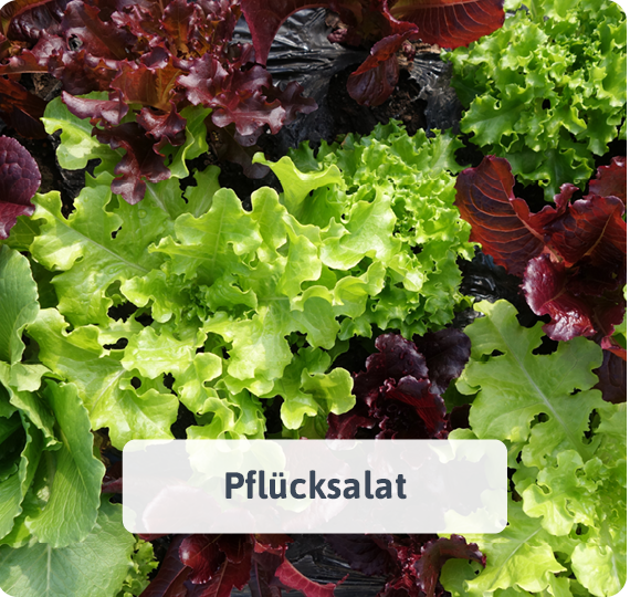 Pflücksalat
