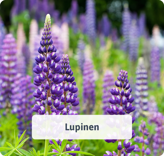 Lupinen