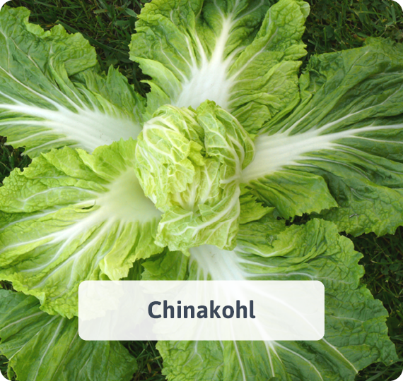 Chinakohl