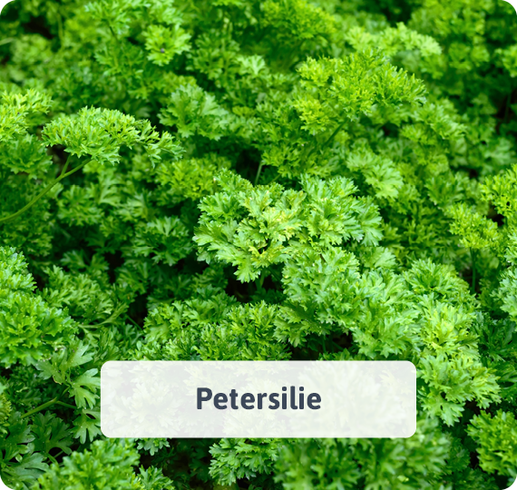 Petersilie